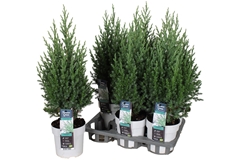Juniperus Stricta 14Ø 50cm