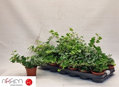 Hedera Helix Wonder 8Ø 12cm