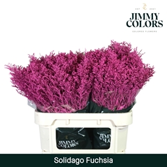 Solidago Painted Fuchsia 80cm 35gr.