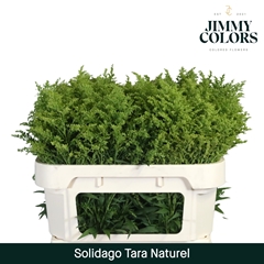 Solidago Tara 70cm 20gr.
