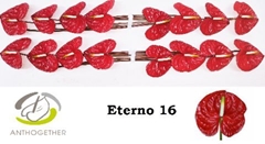 Anthurium Eterno 11cm Hd
