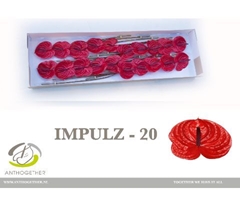 Anthurium Impulz 9cm Hd