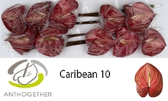 Anthurium Caribean 15cm Hd
