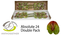 Anthurium Absolute 13cm Hd