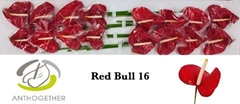 Anthurium Red Bull 11cm Hd
