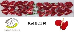 Anthurium Red Bull 9cm Hd