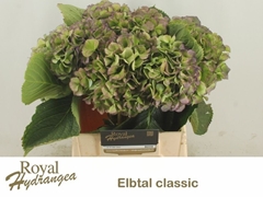 Hydrangea Elbtal Classic 40cm 13-15cm Hd