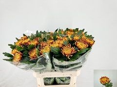 Chrysanth Single Fuego 80cm 80gr.