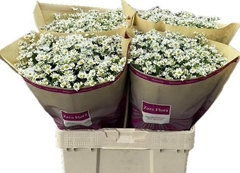 Tanacetum Parthenium Cameron 65cm