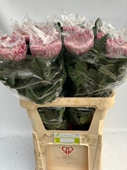 Chrysanth Single Regalmist Purper 80cm 145gr.