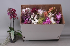 Phalaenopsis Multiflora Mix 10 Colours 12Ø 50cm 2st