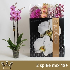 Phalaenopsis Mix 8 Colours 12Ø 75cm 2st
