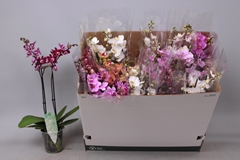 Phalaenopsis Multiflora Mix 6 Colours 12Ø 55cm 2st