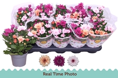 Chrysanth Mount Aubisque Mix 12Ø 25cm