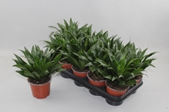Dracaena Compacta 12Ø 25cm
