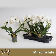 Phalaenopsis Cascade 12Ø 50cm 2st