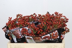 Rosa Autumn Rosefruits 50cm