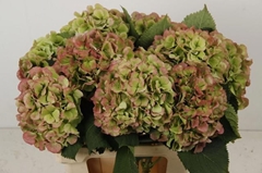 Hydrangea Verena Classic 60cm 18-20cm Hd