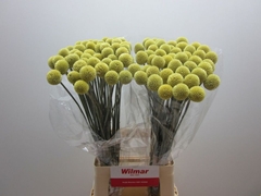 Craspedia Yellow 70cm