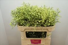 Limonium Sinense China Summer 70cm 35gr.