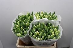 Tulip Single Antarctica 40cm 35gr.