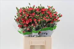 Dianthus Spray Fire Flame 65cm