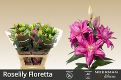 Lily Oriental Double Roselily Floretta 95cm 4+