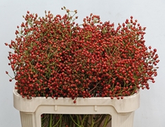 Rosa Autumn Splash 70cm