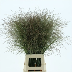 Panicum Warrior 90cm