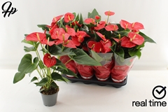 Anthurium Floriclone Heartbeat 14Ø 50cm