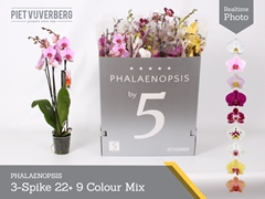 Phalaenopsis Mix 9 Colours 12Ø 70cm 3st