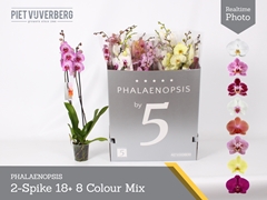 Phalaenopsis Mix 8 Colours 12Ø 70cm 2st