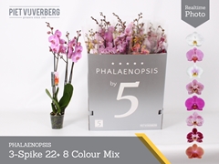 Phalaenopsis Mix 8 Colours 12Ø 70cm 3st