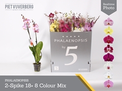 Phalaenopsis Mix 8 Colours 12Ø 70cm 2st