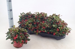 Gaultheria Procumbens 13Ø 22cm