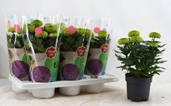 Chrysanth Flowerpops Green 14Ø 30cm