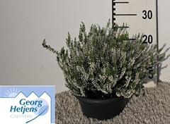 Calluna Garden Girl Alicia 23Ø 25cm