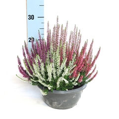 Calluna Beauty Ladies Mix 20Ø 20cm