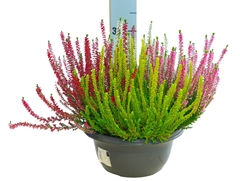 Calluna Beauty Ladies Quattro Mix In Pot 23Ø 25cm