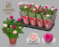 Rosa Classic Star 12Ø 28cm