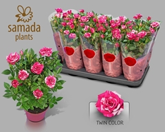 Rosa Tunesie Twin Colour Star 12Ø 28cm