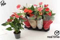 Anthurium Mix 4 Colours 14Ø 50cm