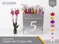 Phalaenopsis Mix 9 Colours 12Ø 70cm 3st