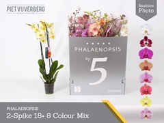 Phalaenopsis Mix 8 Colours 12Ø 70cm 2st