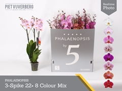 Phalaenopsis Mix 8 Colours 12Ø 70cm 3st