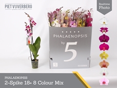 Phalaenopsis Mix 8 Colours 12Ø 70cm 2st