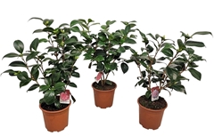 Camellia Japonica 17Ø 60cm