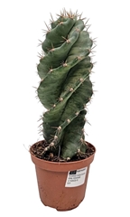 Cereus 10Ø 20cm