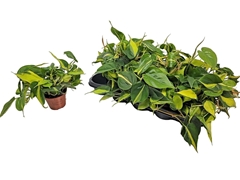 Philodendron Scandens Brasil 11Ø 13cm
