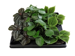 Pilea Mix 6Ø 12cm